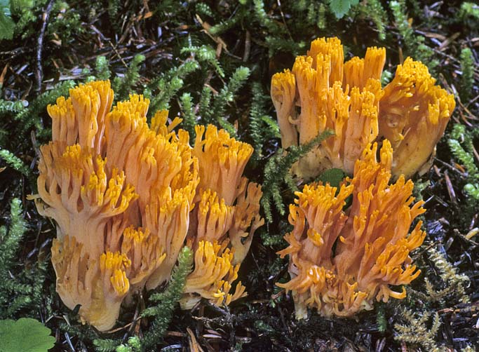 Ramaria longispora